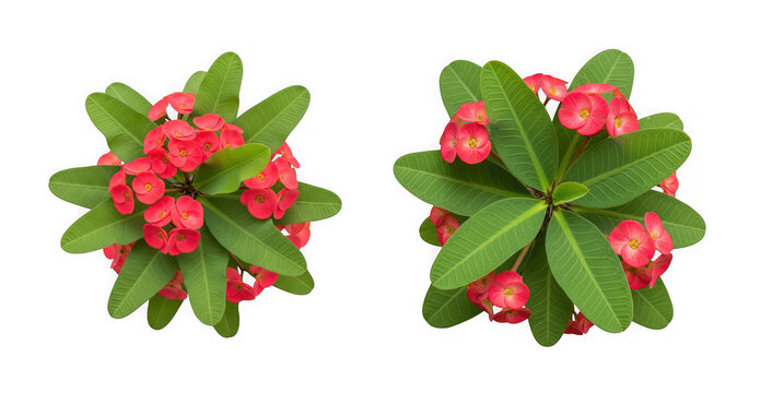 Top view of crown of thorns plant with red flowers and green leaves isolated on transparent background