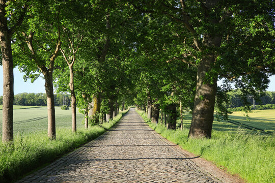 A cobblestone road lined with deciduous trees on the island of R&uuml;gen, Mecklenburg-Western Pomerania, Baltic Sea &ndash; Germany.