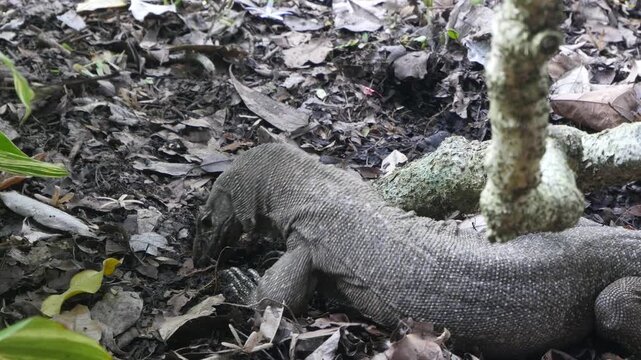 Monitor lizard digging for prey in forest soil under layer of leaves. Location: Singapore