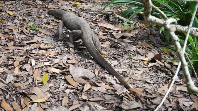 Monitor lizard leaving through forest covered with layer of leaves. Location: Singapore