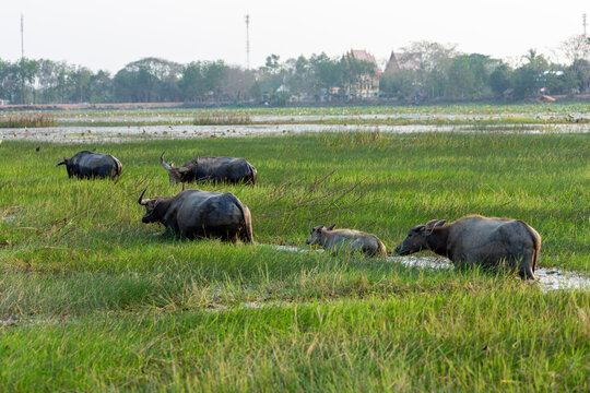 A herd of water buffaloes including a small calf wading through a flooded wetland near a rural village.