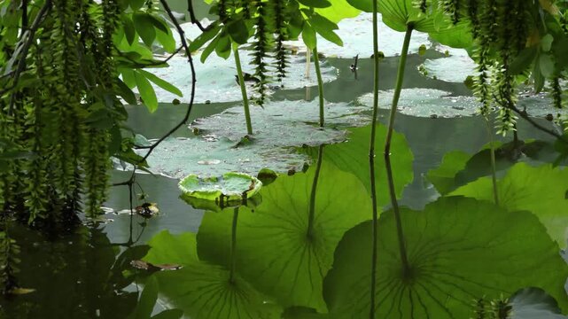 Tranquil pond with lush green lotus leaves floating on calm water and natural reflections