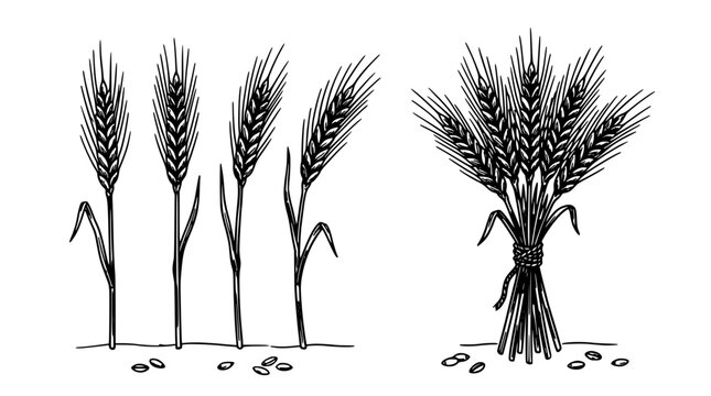 Wheat Stalks in Simple Line-Art Illustration, Bundled Sheaf with Loose Grains on White Background Featuring Grain, Bundle, Agriculture with Farming