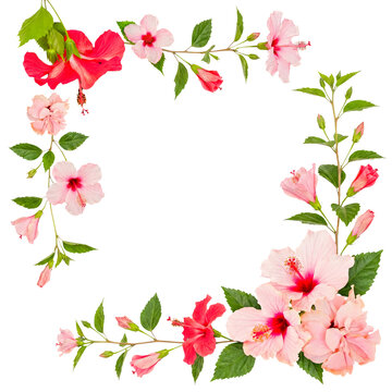 Beautiful tropical hibiscus flowers forming an elegant frame, ideal for invitations, borders, or design elements.