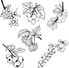 Fototapeta premium Wild berries botanical sketch set for organic cosmetics packaging and organic food label Vector illustration
