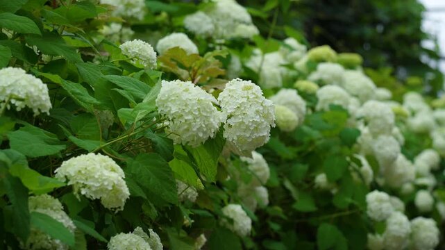 東京都北区飛鳥山公園「飛鳥の小径」にある色鮮やかな紫陽花