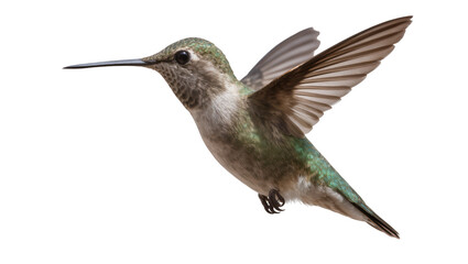 Hummingbird with iridescent green feathers in flight © Alaric