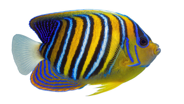 Regal Angelfish with Yellow Blue, and Black Stripes