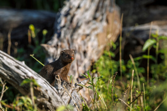 Common dwarf mongoose standing on a log in Greater Kruger National park, South Africa ; Specie Helogale parvula family of Herpestidae