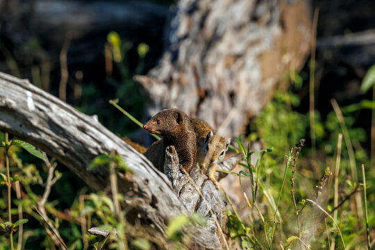 Common dwarf mongoose and bush smith squirrel standing on a log in Greater Kruger National park, South Africa ; Specie Helogale parvula family of Herpestidae