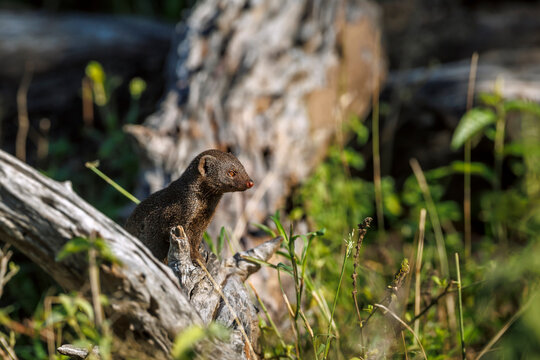 Common dwarf mongoose standing on a log in Greater Kruger National park, South Africa ; Specie Helogale parvula family of Herpestidae