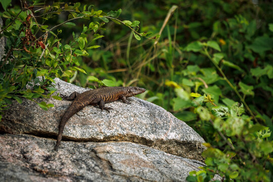 Giant plated lizard standing on a rock side view in Greater Kruger National park, South Africa ; Specie Gerrhosaurus validus family of Gerrhosauridae