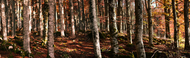Naklejka premium Golden rays pierce the veil of shadow between the thick autumn trees