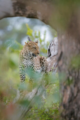 Leopard hiding in bush foreground in Greater Kruger National park, South Africa   Specie Panthera pardus family of Felidae © PACO COMO