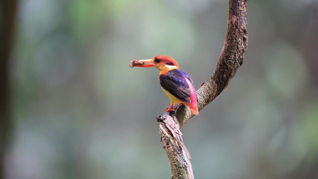 Black-backed Kingfisher (Ceyx erithaca) is a small and adorable bird, seen feeding its chicks. It was found in the rainforest of Kaeng Krachan National Park, Phetchaburi Province, Thailand.