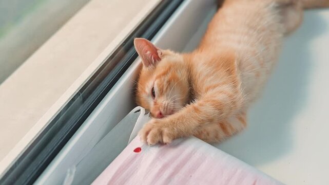 A young orange cat interacts with a soft piece of fabric by a window, showing playful behavior. The cat paws at and bites the fabric while enjoying the afternoon sun