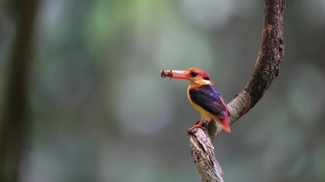 Black-backed Kingfisher (Ceyx erithaca) is a small and adorable bird, seen feeding its chicks. It was found in the rainforest of Kaeng Krachan National Park, Phetchaburi Province, Thailand.