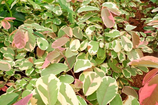 Close-up of colorful variegated snow bush (Breynia disticha) leaves showing a mix of green, cream, and pink coloring, growing densely as a garden hedge in Jakarta, Indonesia.