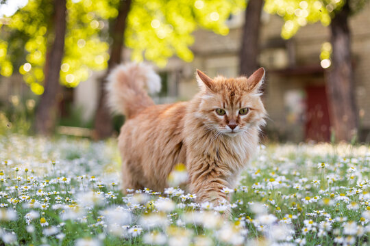 Fluffy orange cat walks through a field of daisies on a sunny day