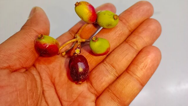 Human palm showing ripening java plum berries with green and purple tones