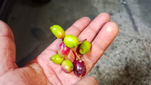 Person holding small bunch of fresh raw jamun fruits in hand