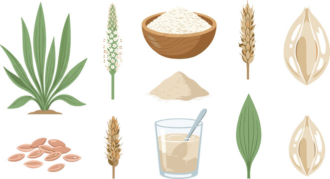 Psyllium husk vector illustration set featuring plantago ovata plant, green leaves, seed grain, powder pile, soluble fiber drink glass, and husk flakes