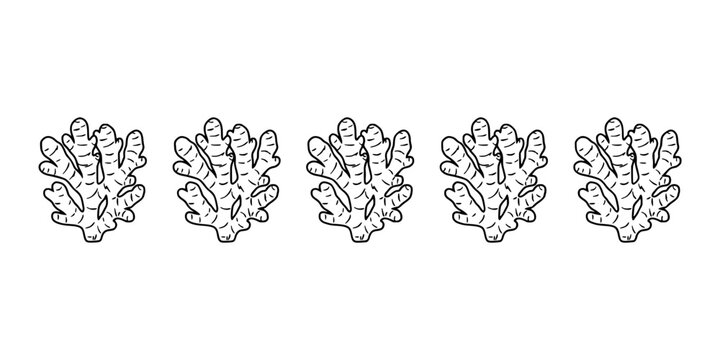 Gnarled Ginger Rhizome Black and White Vector Illustration, Repeating Pattern of Five Rustic Roots Featuring Spice Ingredient, Botanical, Plant Root