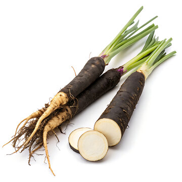 Black salsify 