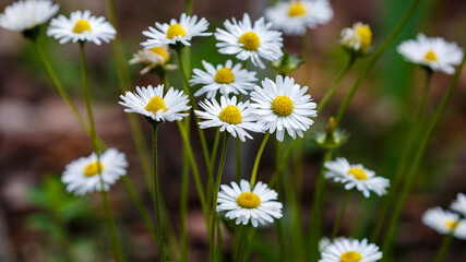 The perennial daisy ( Latin- Bellis perennis ) is a perennial herbaceous plant, a species of the genus Daisy of the family Asteraceae. Natural wallpaper. Floral  background © Flower_Garden