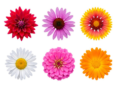 A vibrant collection of six different individual colorful flower heads, isolated on a transparent background for design.