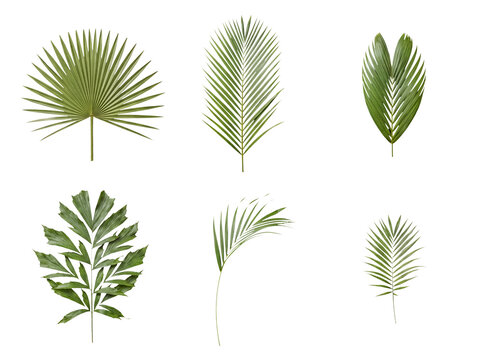 Varied collection of individual green tropical palm leaves and fronds perfect for diverse botanical design elements.