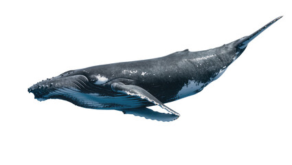 Humpback whale swimming with pectoral fins extended © Motruc