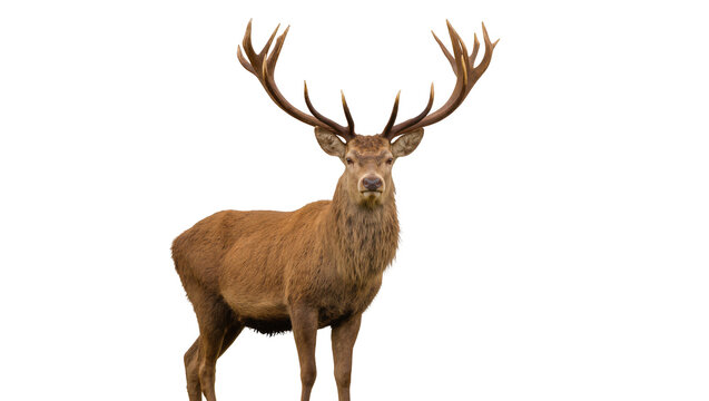 Majestic red deer stag with large antlers standing