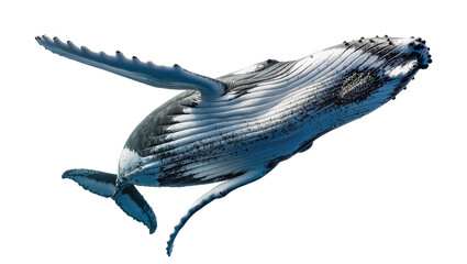 Humpback whale breaching with pectoral fins extended © Motruc