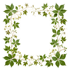 Fototapeta premium Green Virginia creeper leaves and vines form a rustic square frame, isolated on a transparent background for design.
