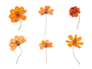 Collection of six dried orange cosmos flowers, showcasing delicate petals and intricate details. © Samantha