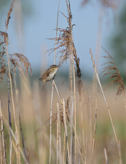 Rokitniczka (Acrocephalus schoenobaenus) śpiewająca z otwartym dziobem na łodydze trzciny w trzcinowisku. © Joanna