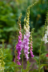 Pink foxglove is an ornamental plant of the genus Digitalis. Bumblebee on flowers of foxglove © Flower_Garden