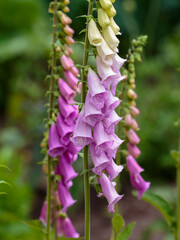 Pink foxglove is an ornamental plant of the genus Digitalis. Bumblebee on flowers of foxglove © Flower_Garden