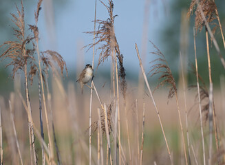 Rokitniczka (Acrocephalus schoenobaenus) śpiewająca z otwartym dziobem na łodydze trzciny w trzcinowisku. © Joanna