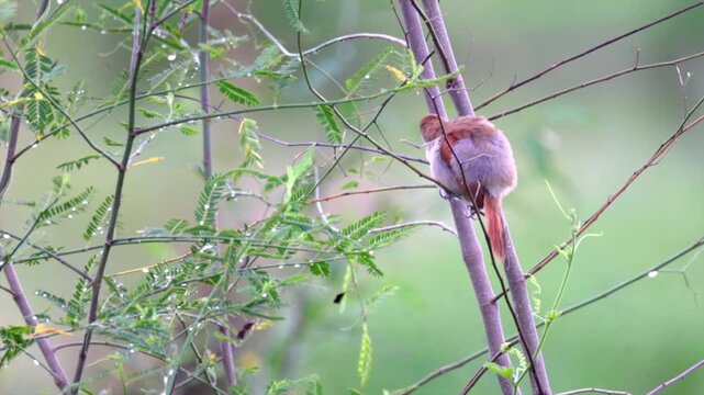 Tiny cute wild harvest mouse climbing carefully on thin green branches in its natural habitat with its long pink tail hanging