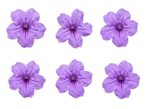 Collection of six identical vibrant purple Mexican petunia flowers in full bloom on transparent background.