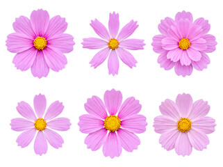 Fototapeta premium Six delicate pink cosmos flowers isolated on a transparent background.