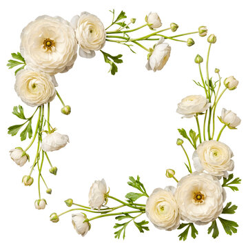 Beautiful white ranunculus flowers and fresh green leaves gracefully arranged to form a lovely square floral frame.