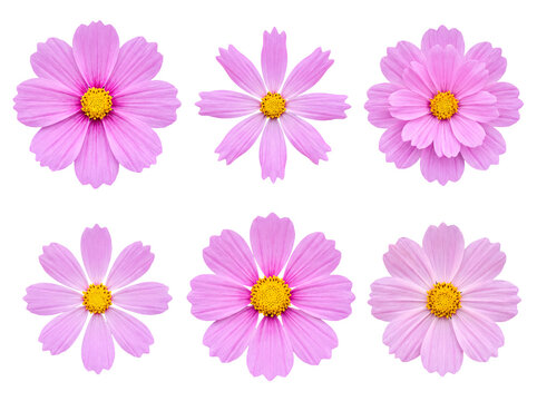 Six delicate pink cosmos flowers isolated on a transparent background.