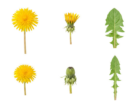 Isolated dandelion plant components: vibrant yellow flowers, partially open buds, and characteristic green leaves.