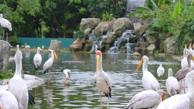group of storks in bird park, wading birds on the ground, beauty of white peacock in aviary