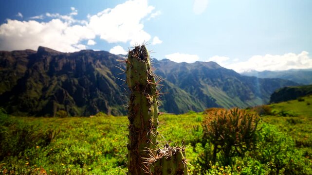 Cactus In The Foreground Against The Mountainous Landscape Of The Colca Canyon In Peru.