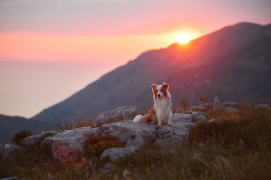 A Border Collie sits on a rocky mountain ridge with glowing sunset behind. Warm colors and open scenery create an adventurous outdoor atmosphere.