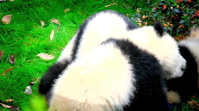 Close up abstract shot of a fluffy giant panda bear lying down on the green grass showing its unique black and white fur pattern